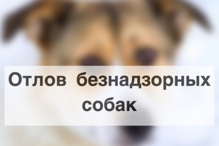 Информация о возможных способах подачи заявки на отлов животных, находящихся на самовыгуле на территории поселения Сургутского района. Информация о возможных способах подачи заявки на отлов животных, находящихся на самовыгуле на территории поселения Сургутского района.